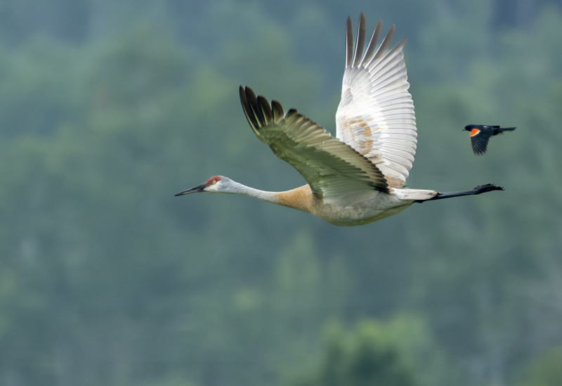 A Red-winged Blackbird chasing a Sandhill Crane in flight