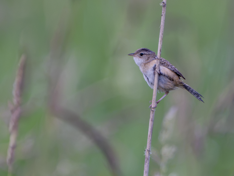 A Sedge Wren perched on a dry grass stem