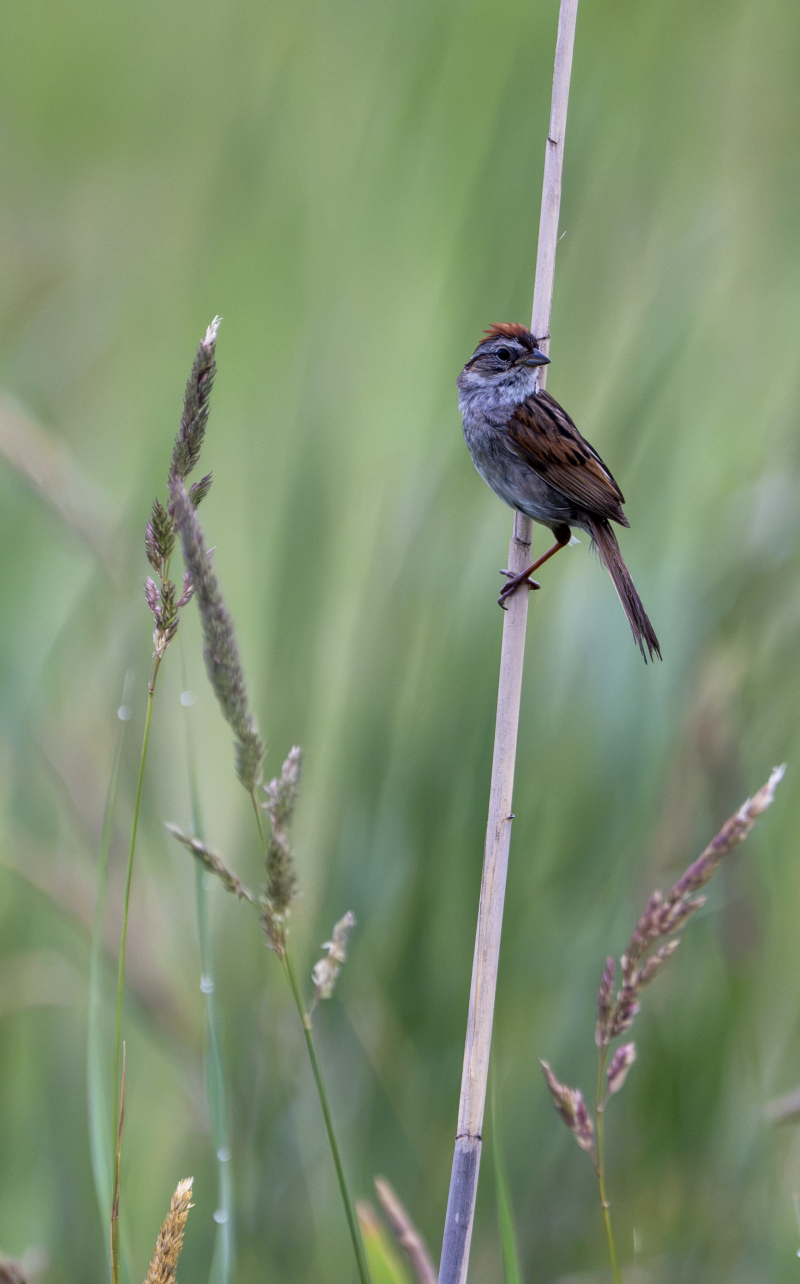 A Swamp Sparrow perched on a reed