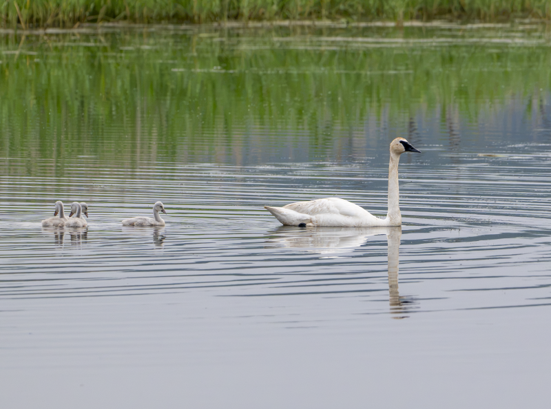 A Trumpeter Swan swimming with four cygnets