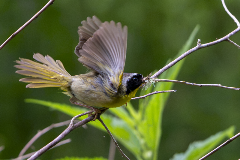 A male Common Yellowthroat taking off with insects in its bill